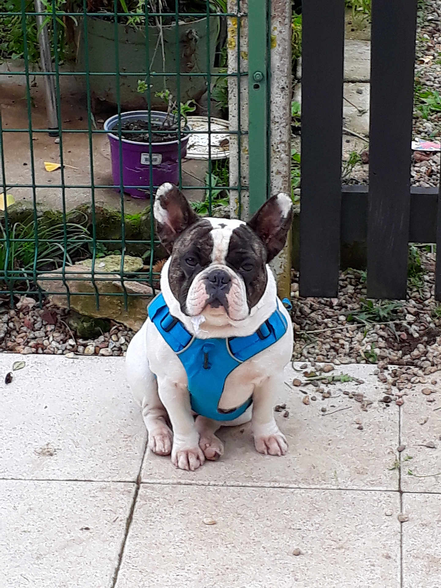 Pita a rejoint le concours — aidez-le/la à gagner de superbes lots ! dog, french_bulldog, pet, animal, blue_harness, sitting, outdoor, patio, tile_floor, fence, garden, plant_pot, stone, greenery, ears_up, short_hair, brown_and_white, small_dog, companion, cute