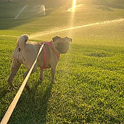 Newnew is registered to the contest to win money with this photo: animal, ball, canine, dog, field, grass, grassland, nature, outdoors, pet, plant, puppy, sky, sport, summer, sun, sunlight, tennis, tennisball, vegetation