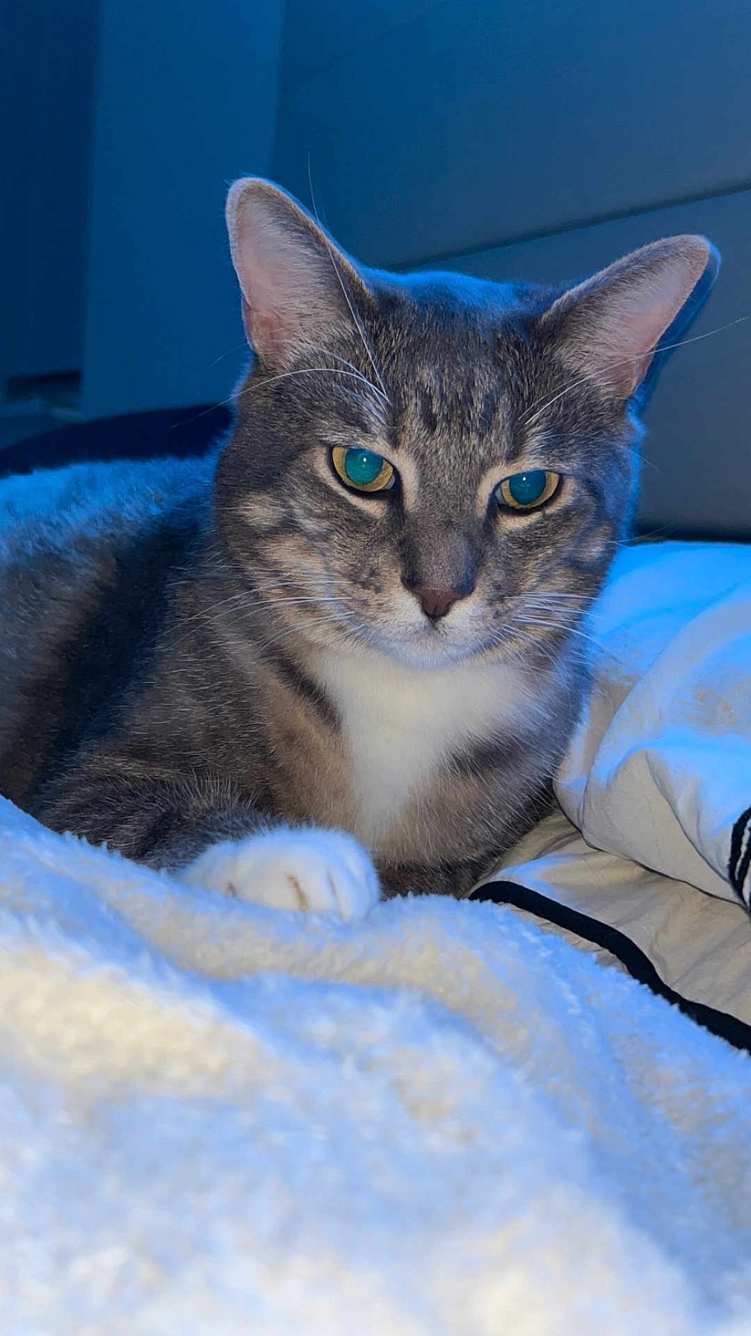 Ah Lu is registered to the contest to win money with this photo: cat, tabby, pet, animal, feline, indoor, blanket, soft, paw, fur, relaxed, bed, comfort, cute, whiskers, ears, sleepy, cozy, closeup, resting