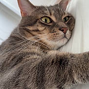 Ah Lu is registered to the contest to win money with this photo: cat, tabby, pet, close_up, whiskers, paw, fur, green_eyes, relaxed, indoor, white_background, sleepy, cute, animal, mammal, feline, portrait, lying_down, soft_light, domestic_cat