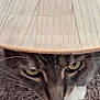 Ah Lu joined the competition — help win amazing prizes! cat, animal, pet, close_up, hat, woven_hat, traditional_hat, yellow_eyes, curious, fur, whiskers, carpet, indoor, texture, headwear, cute, domestic_cat, face, portrait, feline