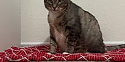 Ah Lu is registered to the contest to win money with this photo: cat, tabby, pet, animal, indoor, carpet, blanket, red, white_wall, fur, whiskers, curious, sitting, cute, domestic, feline, looking, ears, tail, mammal