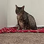 cat, tabby, pet, animal, indoor, carpet, blanket, red, white_wall, fur, whiskers, curious, sitting, cute, domestic, feline, looking, ears, tail, mammal
