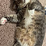 Ah Lu joined the competition — help win amazing prizes! cat, tabby, pet, animal, feline, carpet, indoor, fur, whiskers, paw, relaxed, cute, laying, domestic_cat, mammal, closeup, sleepy, playful, young_cat, housecat