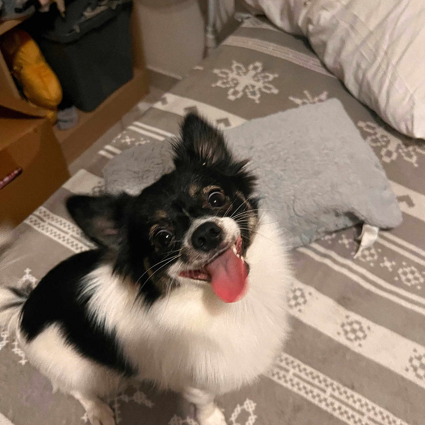 Maya