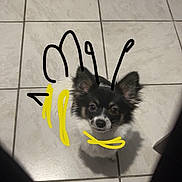 Maya participe au concours pour gagner de l'argent avec cette photo : dog, puppy, small_dog, fluffy, long_hair, black_and_white, chihuahua, face, eyes, ears, nose, muzzle, sitting, indoor, tile_floor, portrait, looking_up, hand_drawn, text_overlay, funny