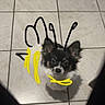 dog, puppy, small_dog, fluffy, long_hair, black_and_white, chihuahua, face, eyes, ears, nose, muzzle, sitting, indoor, tile_floor, portrait, looking_up, hand_drawn, text_overlay, funny