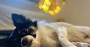 Maya participe au concours pour gagner de l'argent avec cette photo : dog, black_and_white, lying_down, back, paws, fur, pet, indoors, bed, relaxed, cute, portrait, close_up, bokeh, warm_lighting, golden_lights, home, resting, playful, animal