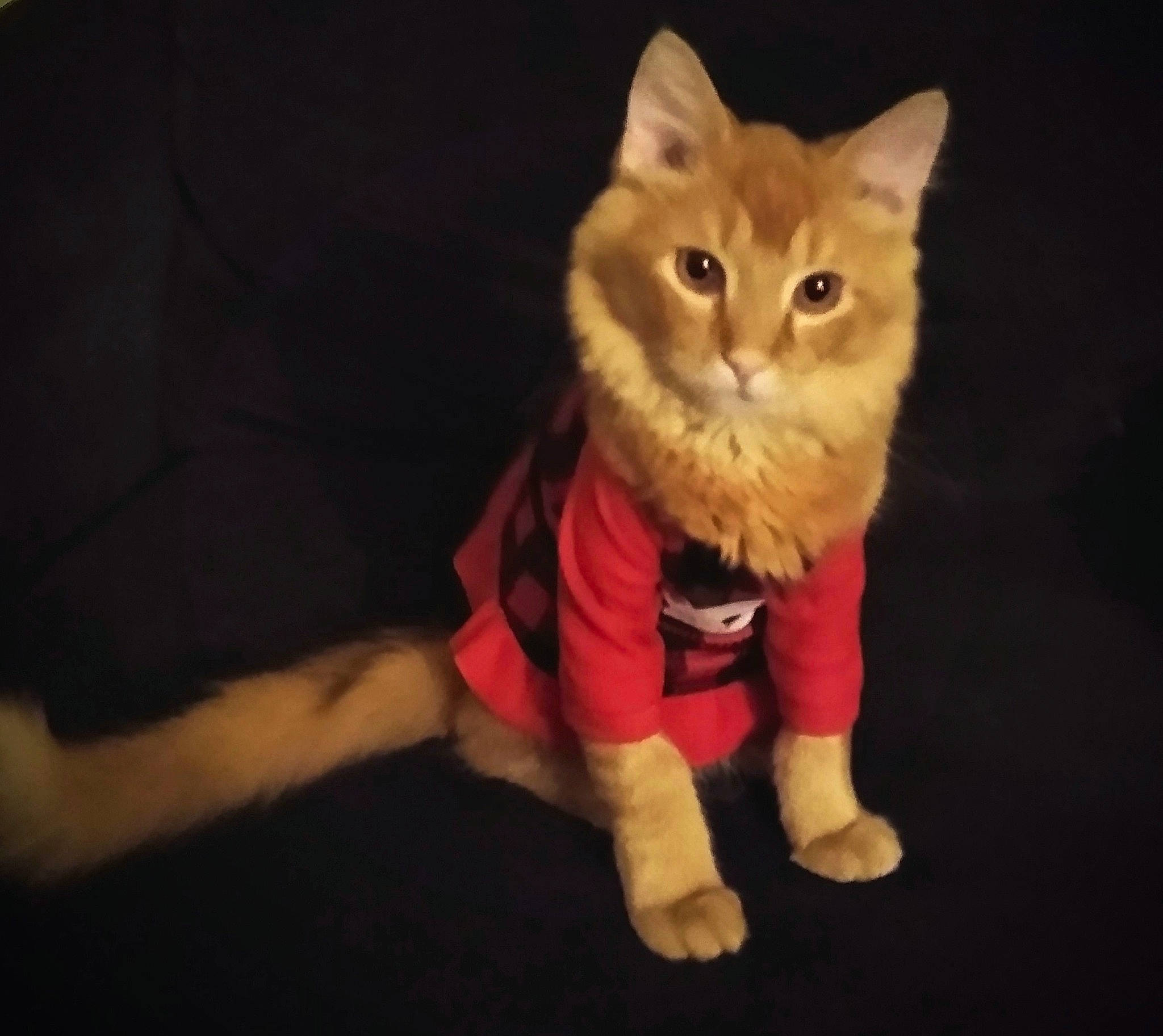 Neko Kelley is registered to the contest to win money with this photo: canidae, carnivore, cat, claw, darkness, domestic_short_haired_cat, eye, fawn, felidae, fictional_character, flooring, fur, paw, sitting, small_to_medium_sized_cats, tail, terrestrial_animal, whiskers, wood