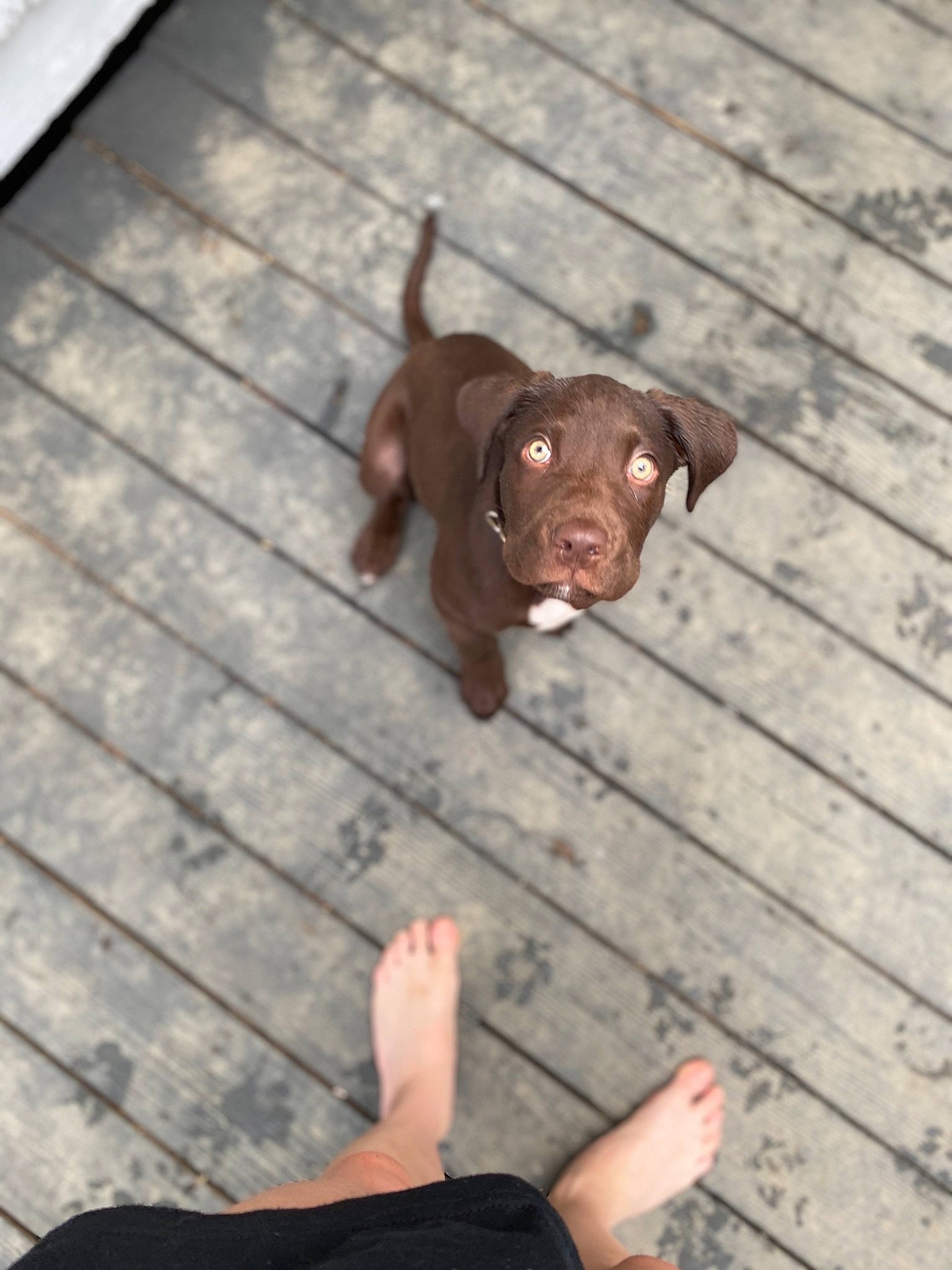 Koda is registered to the contest to win money with this photo: canidae, carnivore, dog, dog_breed, fawn, hunting_dog, labrador_retriever, liver, pointing_breed, puppy, retriever, snout, sporting_group, vizsla