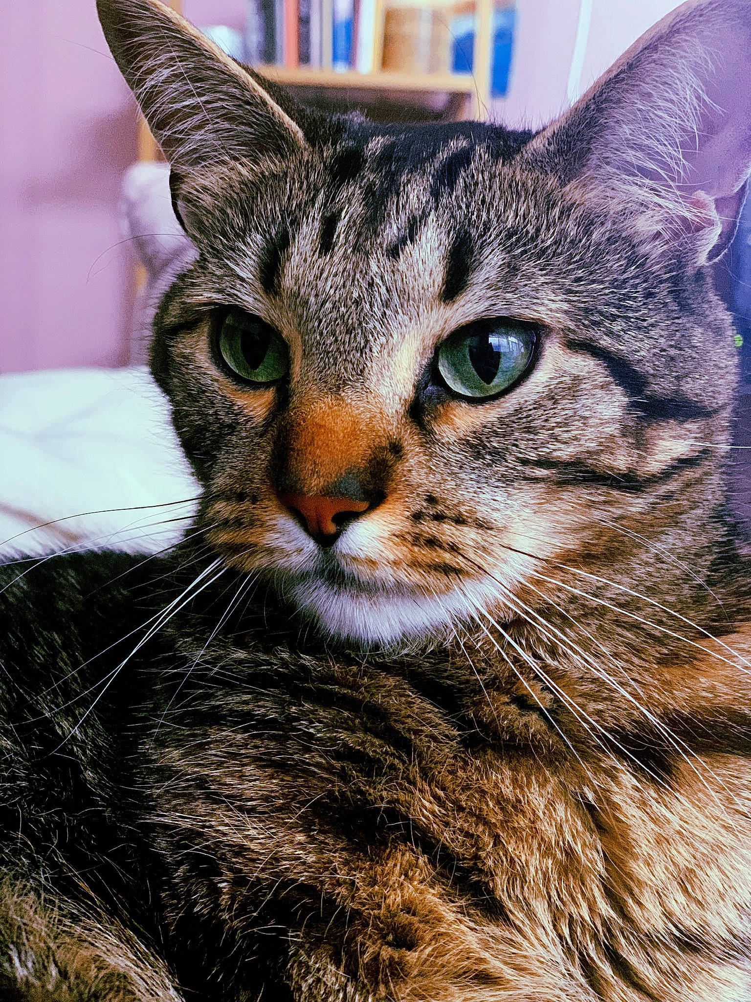 Milo joined the competition — help win amazing prizes! carnivore, cat, close_up, domestic_short_haired_cat, felidae, fur, grass, small_to_medium_sized_cats, snout, terrestrial_animal, tree, whiskers, wildlife