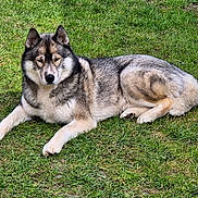 Sandro a rejoint le concours — aidez-le/la à gagner de superbes lots ! dog, husky, animal, pet, grass, outdoor, lying_down, fur, canine, nature, mammal, resting, domestic_animal, portrait, greenery, summer, eyes, ears, snout, paw
