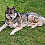 dog, husky, animal, pet, grass, outdoor, lying_down, fur, canine, nature, mammal, resting, domestic_animal, portrait, greenery, summer, eyes, ears, snout, paw