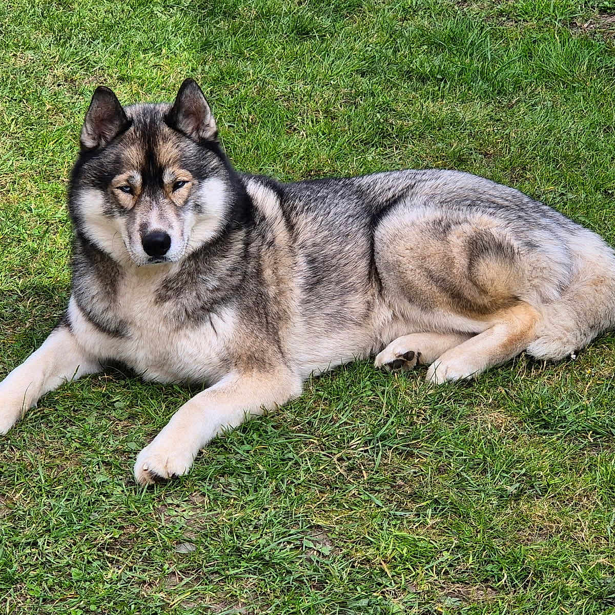 Sandro a rejoint le concours — aidez-le/la à gagner de superbes lots ! animal, canine, dog, domestic_animal, ears, eyes, fur, grass, greenery, husky, lying_down, mammal, nature, outdoor, paw, pet, portrait, resting, snout, summer