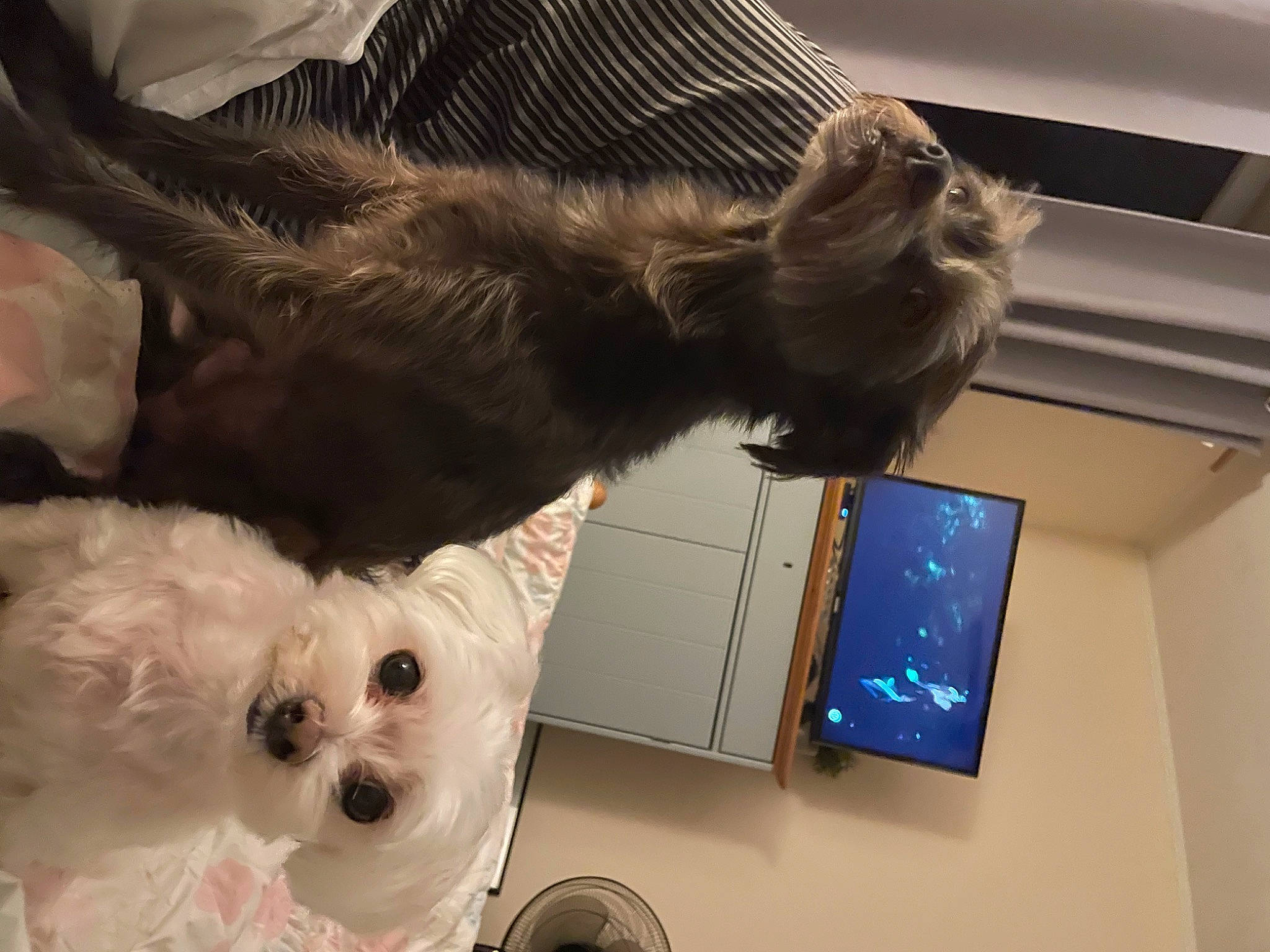 Indy a rejoint le concours — aidez-le/la à gagner de superbes lots ! canidae, carnivore, cat, companion_dog, dog, dog_breed, dog_supply, felidae, fur, mammal, small_terrier, small_to_medium_sized_cats, snout, sporting_group, tail, toy, toy_dog, vertebrate, whiskers, working_animal