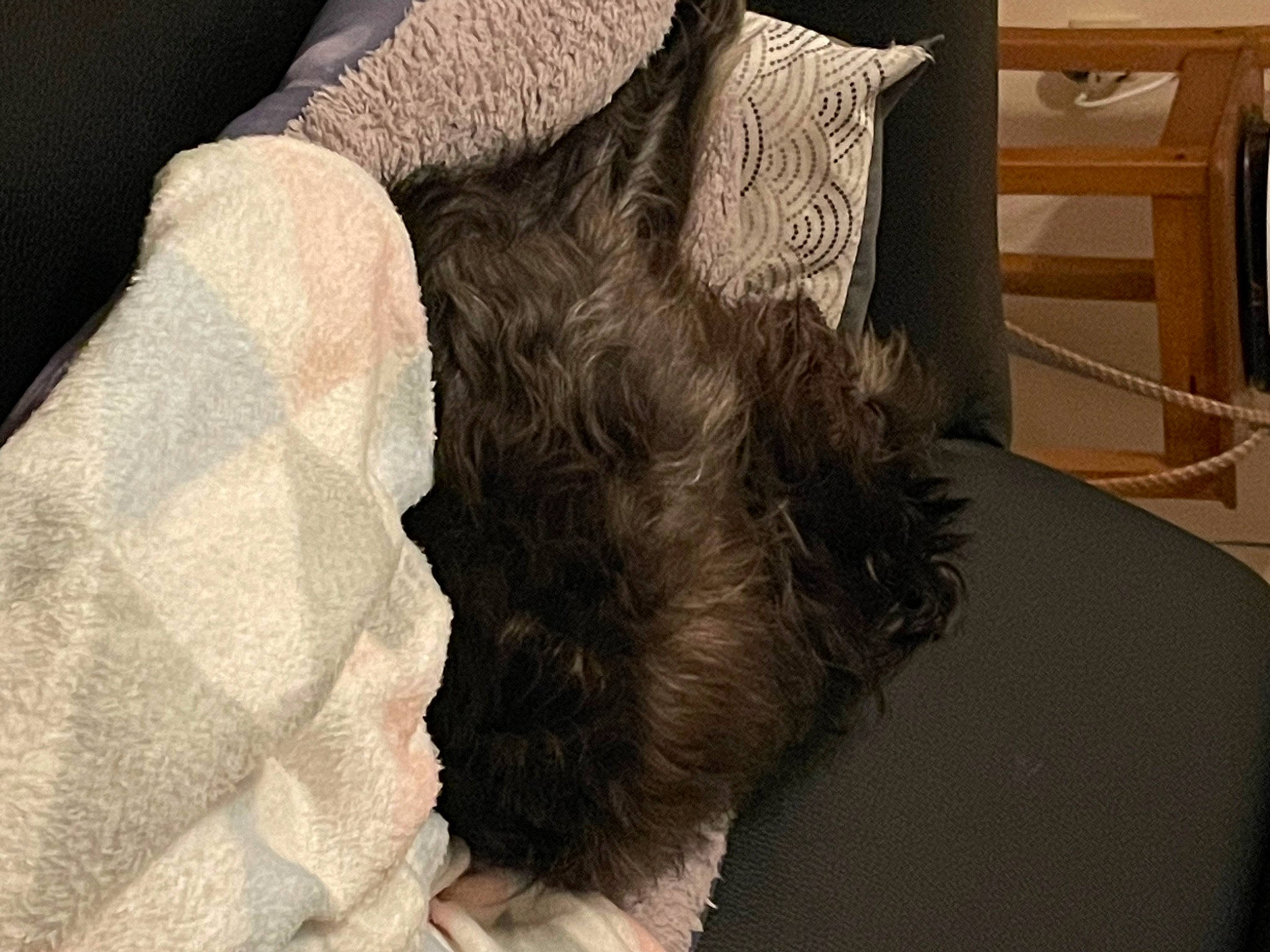 Indy participe au concours pour gagner de l'argent avec cette photo : bedding, carnivore, cat, chair, comfort, companion_dog, dog_breed, fawn, felidae, flooring, linens, pillow, small_to_medium_sized_cats, snout, sporting_group, tail, tints_and_shades, whiskers, wood, working_animal