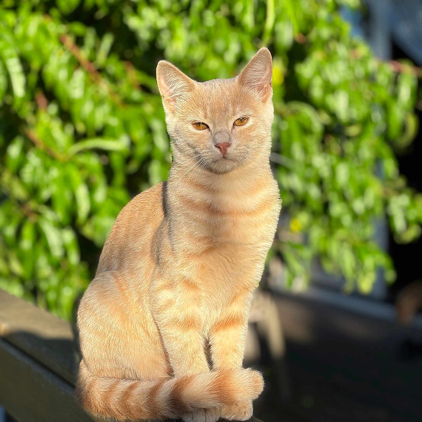 Marie-Heidi participe au concours pour gagner de l'argent avec cette photo : animal, calm, cat, daylight, eyes, feline, fur, ginger_cat, greenery, leafy_background, majestic, nature, outdoor, pet, portrait, sitting, sunlight, tail, whiskers, wooden_railing