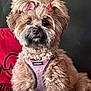 dog, fluffy, pink_bows, pink_harness, voyager, pet, indoor, couch, red_pillow, curious, brown_fur, small_dog, sitting, cute, companion, domestic_animal, portrait, furry, animal, household