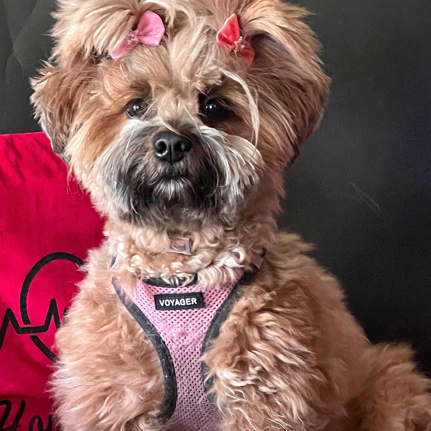 Laylah is registered to the contest to win money with this photo: animal, brown_fur, companion, couch, curious, cute, dog, domestic_animal, fluffy, furry, household, indoor, pet, pink_bows, pink_harness, portrait, red_pillow, sitting, small_dog, voyager