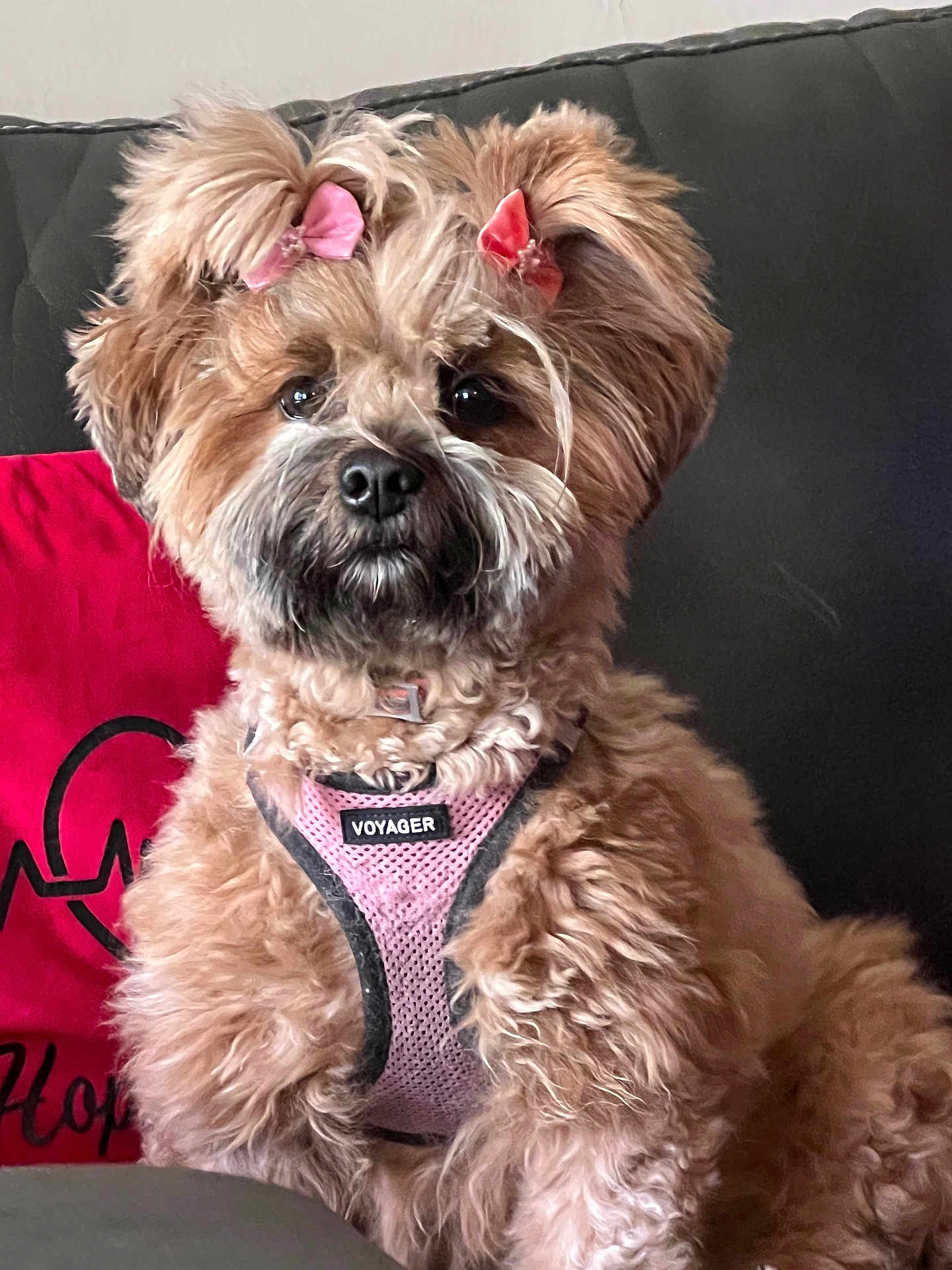 Laylah is registered to the contest to win money with this photo: dog, fluffy, pink_bows, pink_harness, voyager, pet, indoor, couch, red_pillow, curious, brown_fur, small_dog, sitting, cute, companion, domestic_animal, portrait, furry, animal, household