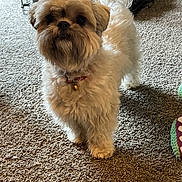 Lola is registered to the contest to win money with this photo: dog, small_dog, fluffy, carpet, indoor, pet, collar, bell, curious, tail, toy, crate, fur, standing, looking, animal, cute, companion, home, domestic