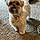 Lola