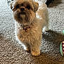 animal, bell, carpet, collar, companion, crate, curious, cute, dog, domestic, fluffy, fur, home, indoor, looking, pet, small_dog, standing, tail, toy