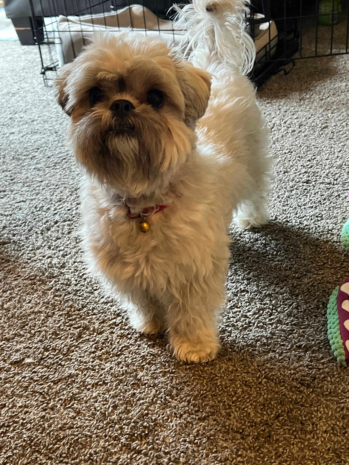 Lola is registered to the contest to win money with this photo: dog, small_dog, fluffy, carpet, indoor, pet, collar, bell, curious, tail, toy, crate, fur, standing, looking, animal, cute, companion, home, domestic