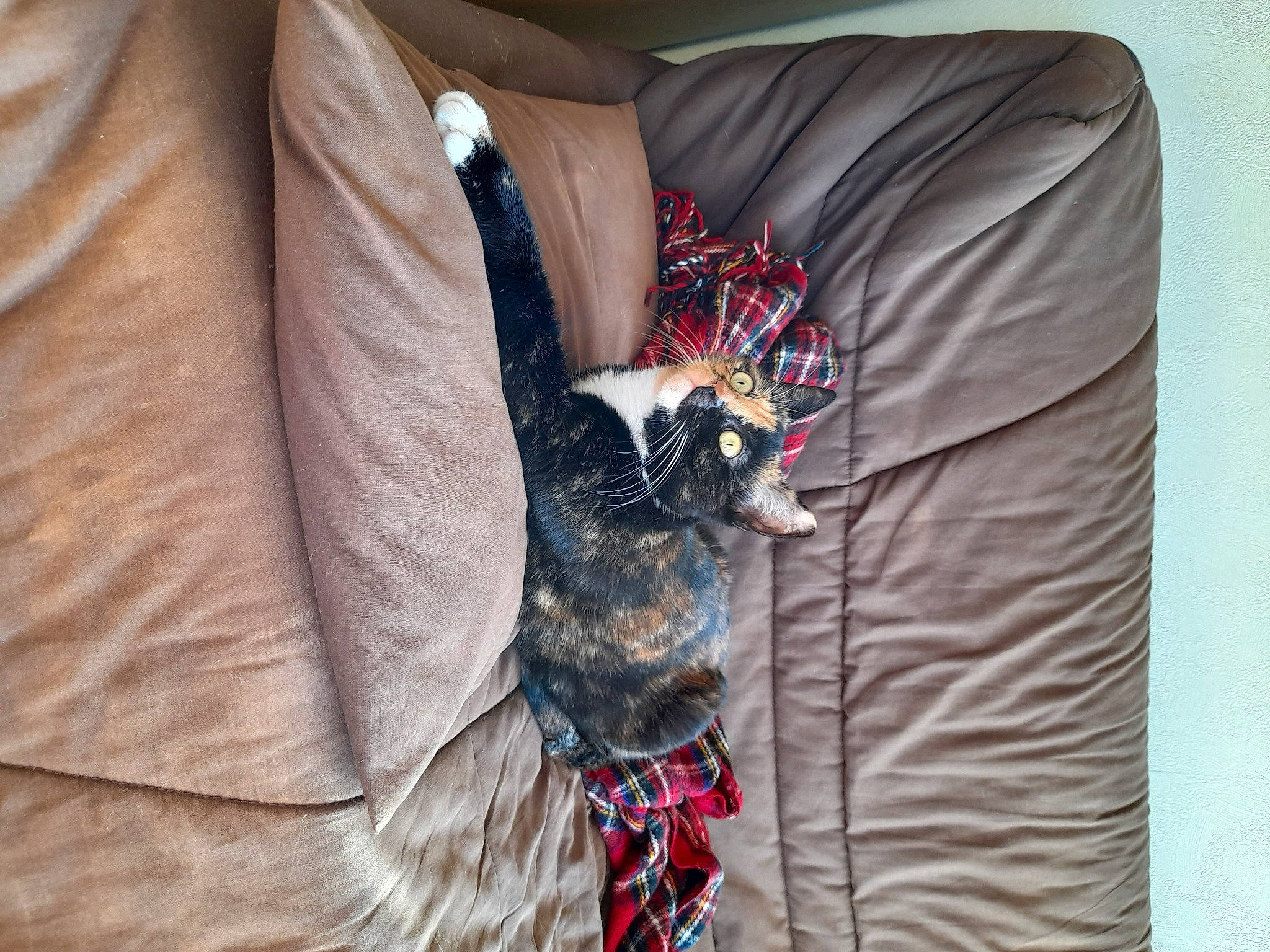 Artémis a rejoint le concours — aidez-le/la à gagner de superbes lots ! carnivore, collar, comfort, companion_dog, dog, dog_breed, dog_collar, dog_supply, fawn, fur, grey, linens, liver, pattern, sleeve, sporting_group, tail, textile, working_animal