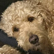 Izabella is registered to the contest to win money with this photo: animal, close_up, companion, cozy, curly_hair, cute, dog, domestic_animal, expression, eyes, face, fluffy, fur, indoors, mammal, nose, pet, portrait, sleepy, warm