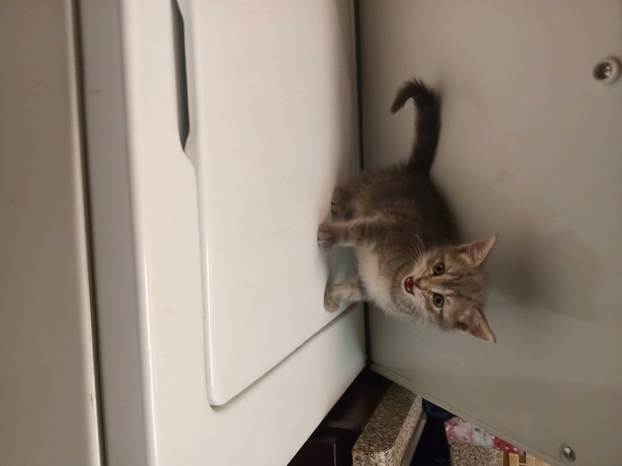 Gandalf joined the competition — help win amazing prizes! carnivore, cat, domestic_short_haired_cat, fawn, felidae, fur, hardwood, small_to_medium_sized_cats, tail, whiskers, wood