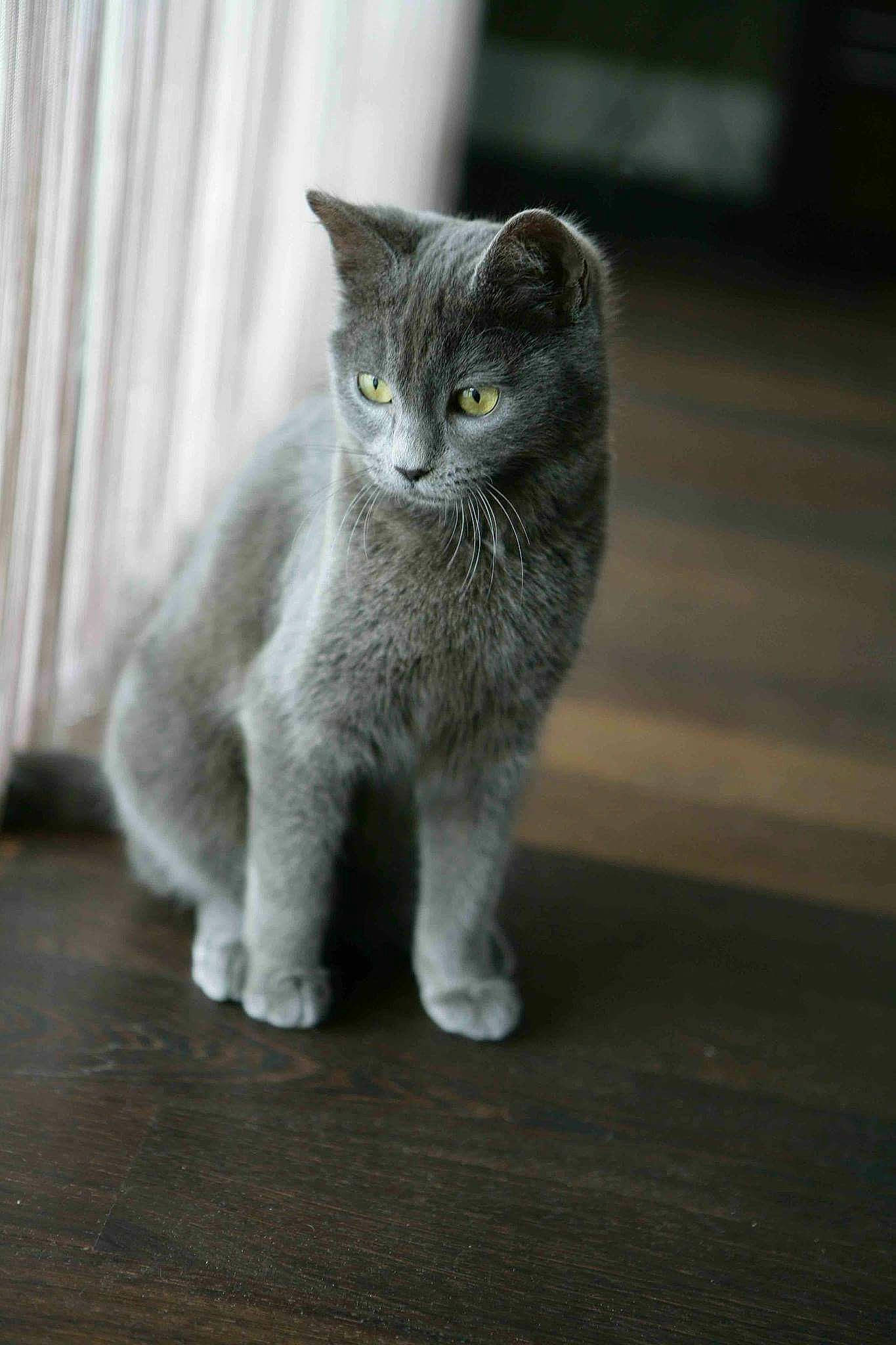 Anais participe au concours pour gagner de l'argent avec cette photo : carnivore, cat, claw, curtain, domestic_short_haired_cat, fawn, felidae, fur, grey, paw, russian_blue, small_to_medium_sized_cats, snout, tail, terrestrial_animal, whiskers, wildlife, window