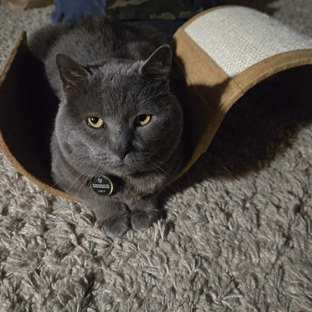 Benny joined the competition — help win amazing prizes! animal, boxes, cardboard, carpet, cat, clothes, cozy, feline, front_view, gray_cat, home, indoors, laundry, pet, portrait, rug, scratcher, sitting, whiskers, yellow_eyes