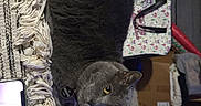 Benny joined the competition — help win amazing prizes! animal, bag, blanket, box, carpet, cat, clutter, fluffy, fringe, furniture, furry, gray_cat, home, indoors, pet, phone, portrait, relaxed, staring, yellow_eyes