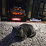 Benny is registered to the contest to win money with this photo: animal, cat, cozy, electric_fireplace, feline, fireplace, furniture, gray_cat, home, indoors, living_room, loafing, pet, relaxed, rug, shaggy_rug, sitting, sleepy, sunlight, warm_lighting