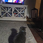 Benny is registered to the contest to win money with this photo: animal, back_view, books, bookshelf, cabinet, carpet, cat, collar, cozy, gray_cat, home_decor, indoor, living_room, luggage, pet, rug, shadow, sitting, sports, television