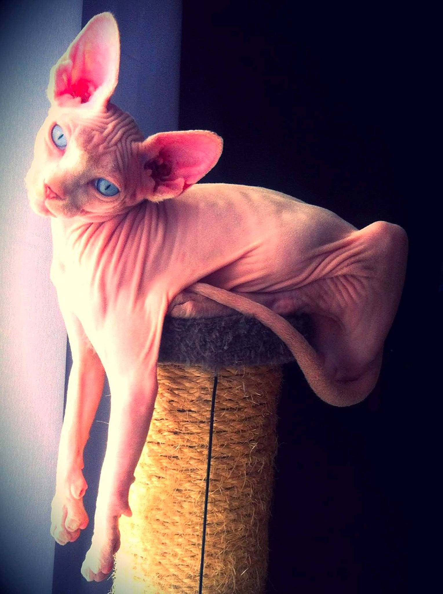 Louxor a rejoint le concours — aidez-le/la à gagner de superbes lots ! darkness, electric_blue, fawn, felidae, fictional_character, flesh, foot, fur, gesture, hand, human_body, human_leg, leg, magenta, nail, peach, petal, snout, tail, whiskers