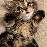 Titi is registered to the contest to win money with this photo: kitten, cat, tabby, fur, paws, cute, pet, animal, wide_eyes, whiskers, lying_down, soft, feline, young, indoor, close_up, adorable, playful, small, mammal