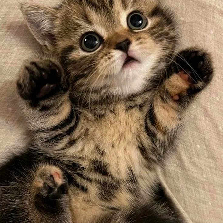 Titi is registered to the contest to win money with this photo: adorable, animal, cat, close_up, cute, feline, fur, indoor, kitten, lying_down, mammal, paws, pet, playful, small, soft, tabby, whiskers, wide_eyes, young