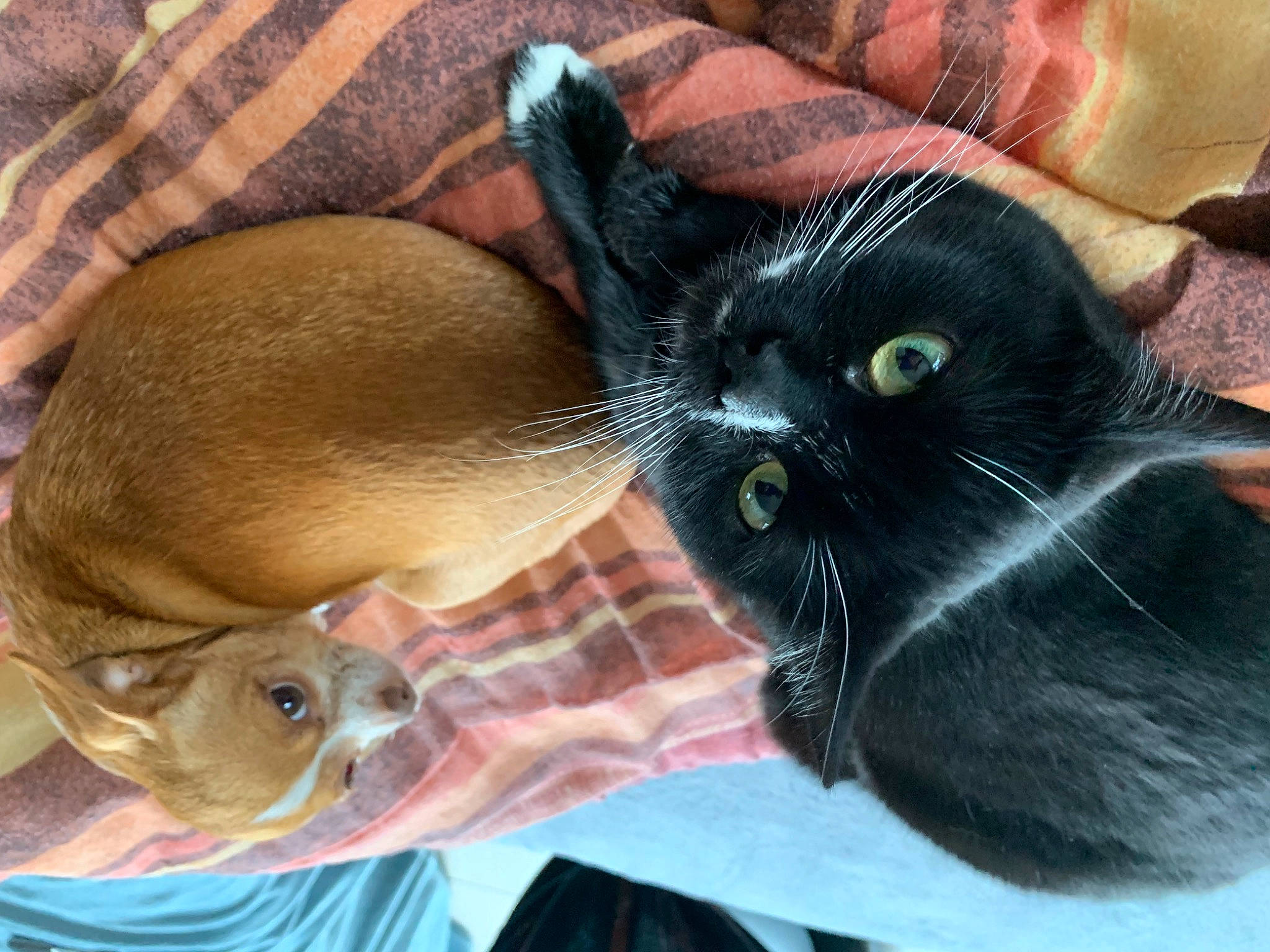 Moana participe au concours pour gagner de l'argent avec cette photo : black_cat, carnivore, cat, claw, comfort, domestic_short_haired_cat, ear, fawn, felidae, foot, fur, gesture, nail, nap, organism, paw, small_to_medium_sized_cats, snout, tail, whiskers