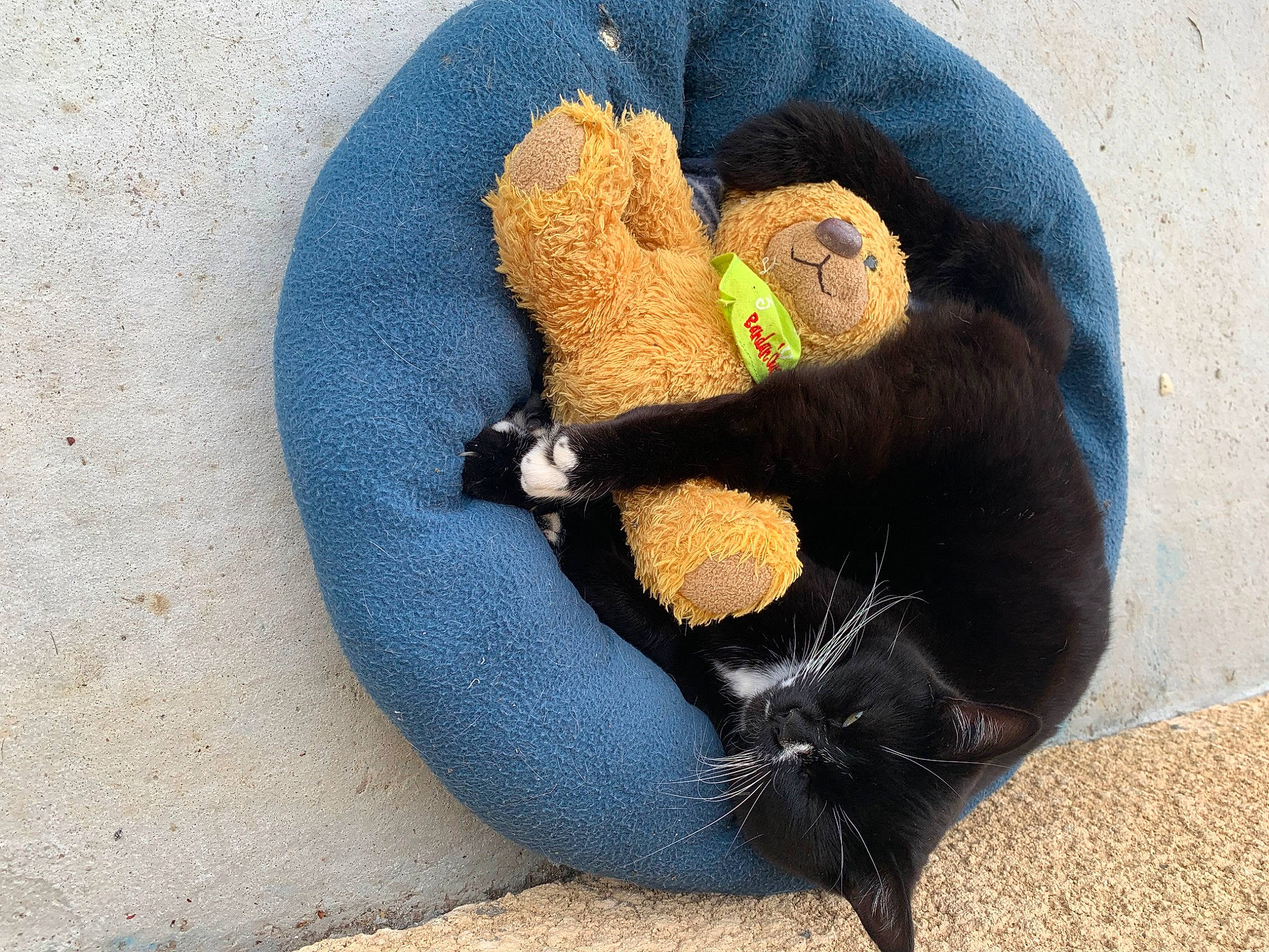 Moana participe au concours pour gagner de l'argent avec cette photo : art, azure, black_cat, carmine, comfort, electric_blue, fashion_accessory, foot, fur, human_leg, paw, plush, snout, stuffed_toy, tail, terrestrial_animal, thigh, toy, wool, woolen