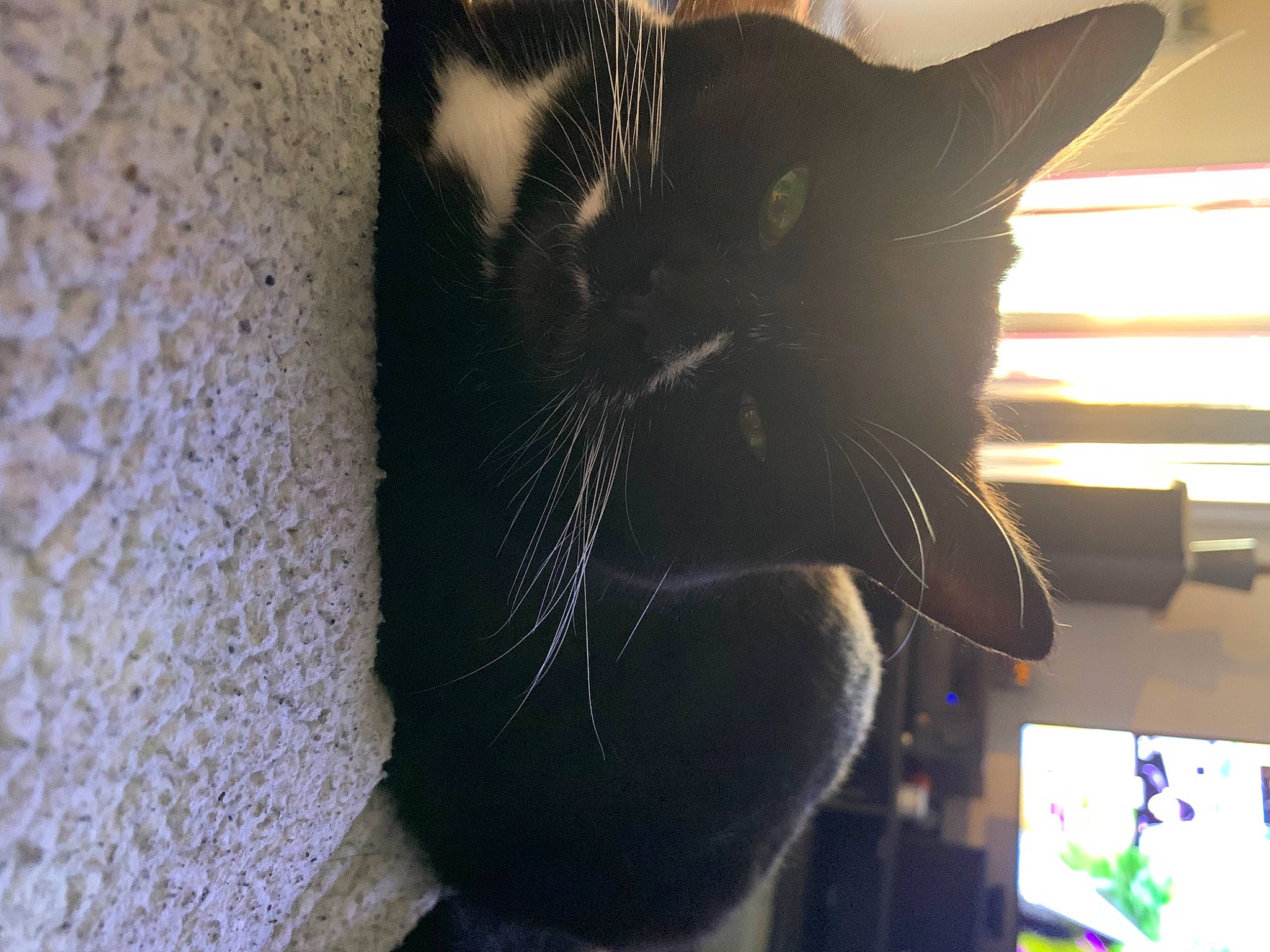 Moana a rejoint le concours — aidez-le/la à gagner de superbes lots ! black_cat, cardboard, carnivore, cat, claw, domestic_short_haired_cat, felidae, flooring, fur, houseplant, monochrome_photography, paw, plant, shadow, small_to_medium_sized_cats, snout, tail, textile, whiskers, window