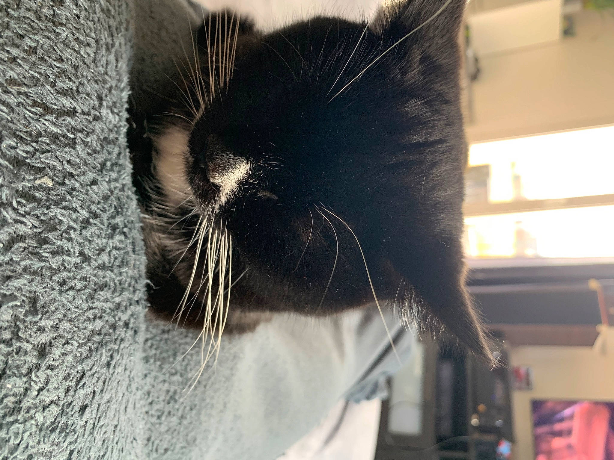 Moana participe au concours pour gagner de l'argent avec cette photo : black_cat, carnivore, cat, claw, close_up, domestic_short_haired_cat, ear, eye, eyebrow, felidae, fur, grey, head, human_body, paw, small_to_medium_sized_cats, snout, tail, whiskers, window