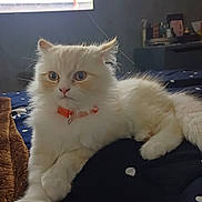 Caramel a rejoint le concours — aidez-le/la à gagner de superbes lots ! cat, fluffy, white_cat, collar, indoor, bed, blanket, polka_dot, pet, furry, animal, resting, cute, domestic_cat, fur, orange_collar, close_up, laying_down, living_room, television