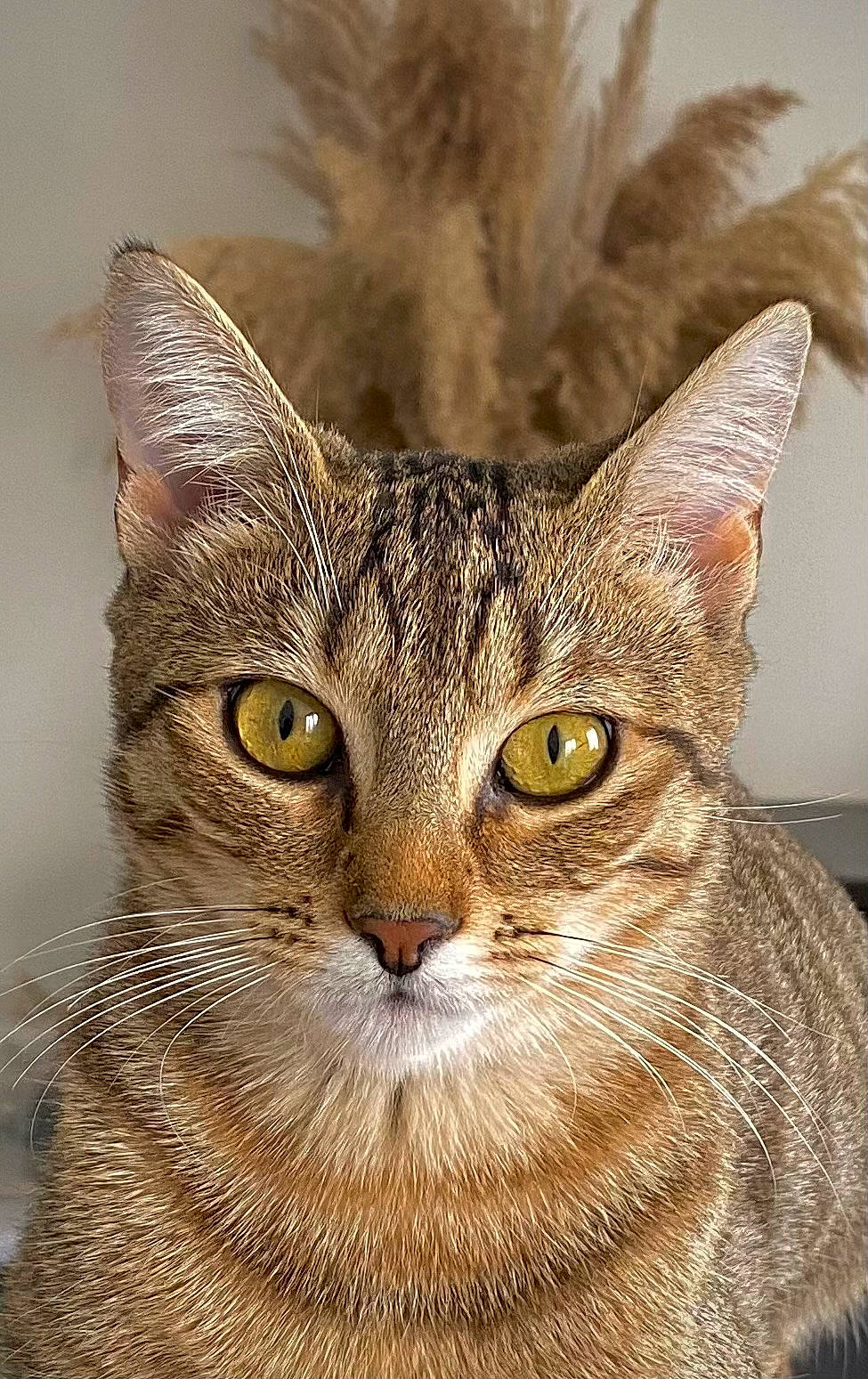 Suzy a rejoint le concours — aidez-le/la à gagner de superbes lots ! art, carnivore, cat, close_up, domestic_short_haired_cat, event, felidae, fur, grass, small_to_medium_sized_cats, snout, terrestrial_animal, whiskers, wildlife