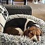 Mia joined the competition — help win amazing prizes! dog, beagle, sleeping, pet_bed, fluffy, couch, indoor, carpet, wooden_wall, cozy, resting, brown_white_black, fur, animal, home, relaxing, snout, ears, closed_eyes, domestic_pet