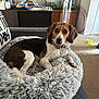 Mia joined the competition — help win amazing prizes! dog, pet_bed, couch, living_room, carpet, furniture, fish_tank, toy, fan, hula_hoop, collar, brown, white, black, indoor, relaxed, looking_at_camera, fluffy, home_decor, casual