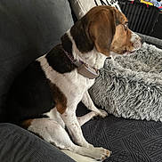Mia joined the competition — help win amazing prizes! dog, couch, indoor, pet_bed, pillow, fur, collar, tricolor_dog, pattern, furniture, home, animal, resting, side_view, domestic, living_room, relaxed, companion, pet, cozy