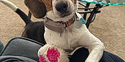 Mia is registered to the contest to win money with this photo: beagle, dog, pet, toy, indoor, carpet, glass_table, collar, tag, furniture, couch, curious, paw, person, lap, brown, white, black, ears, home