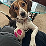 beagle, dog, pet, toy, indoor, carpet, glass_table, collar, tag, furniture, couch, curious, paw, person, lap, brown, white, black, ears, home